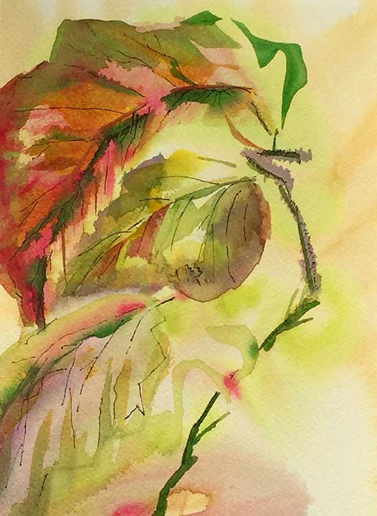 Angelwing in Warm